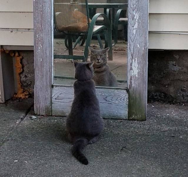 Cat Owners Know This (21 pics)