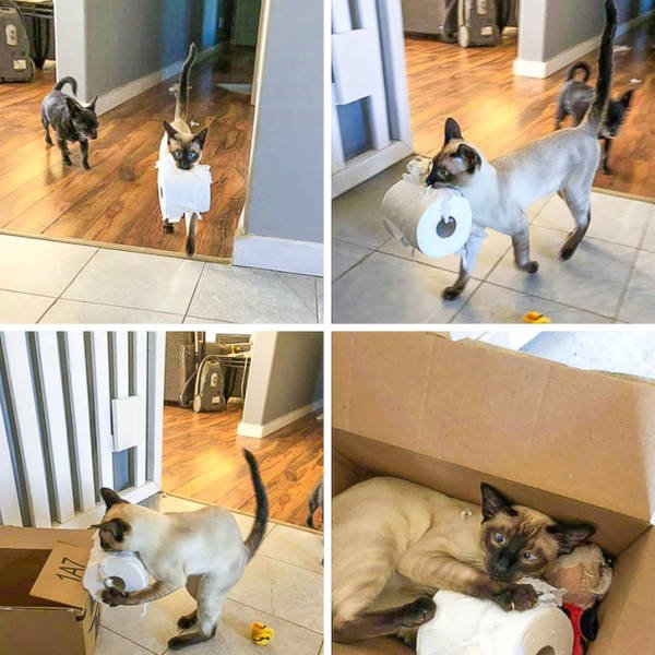 Cat Owners Know This (21 pics)