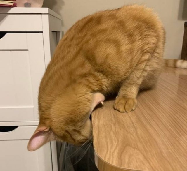 Cat Owners Know This (21 pics)