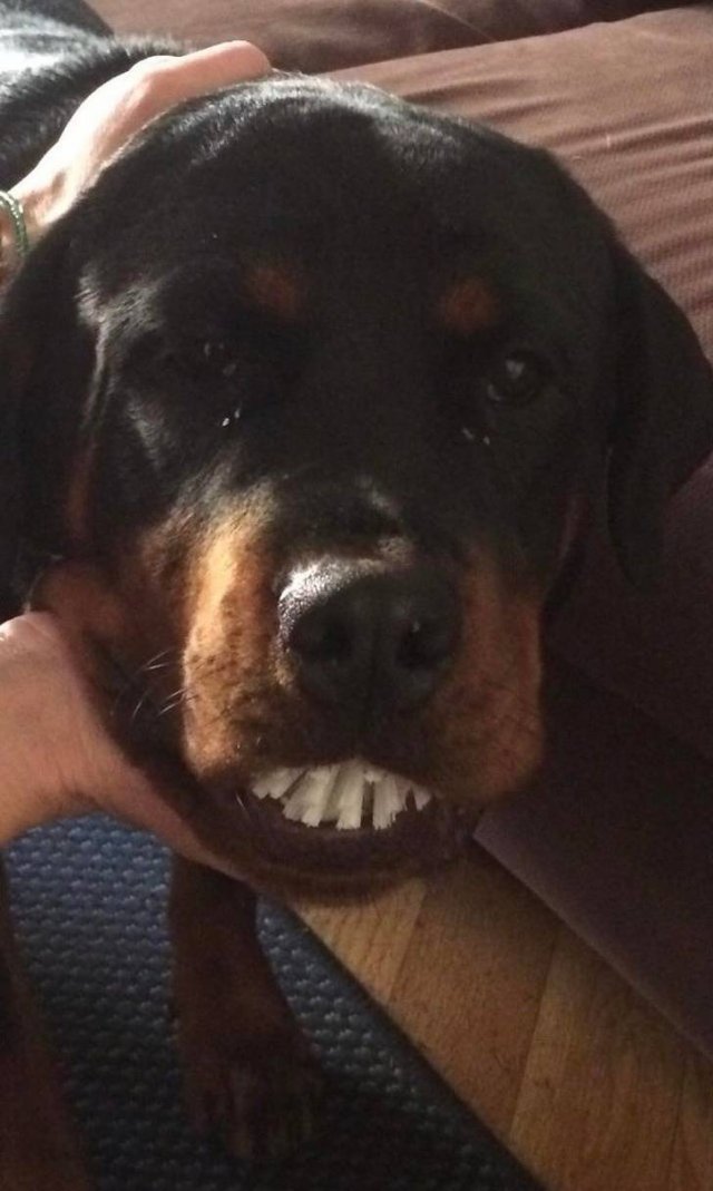 Never Leave Pets Alone (22 pics) Never Leave Pets Alone (22 pics)