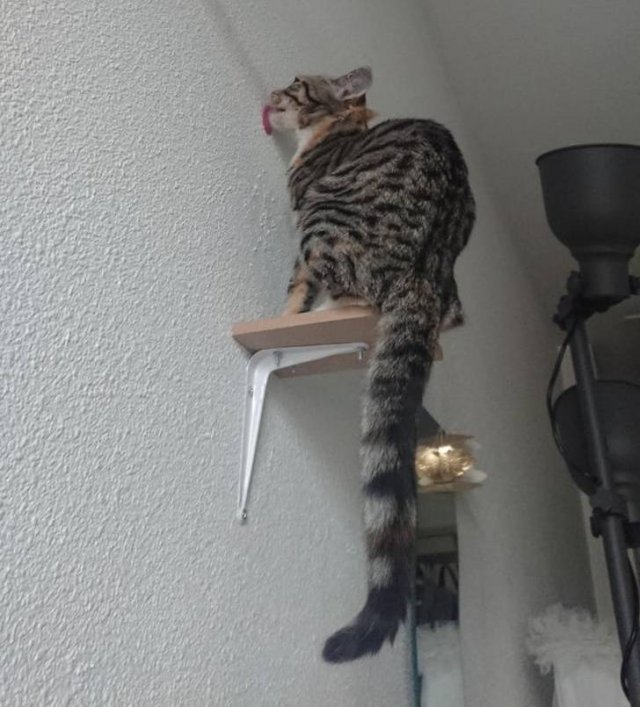 Cat Owners Know This (21 pics)