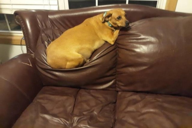 Never Leave Pets Alone (22 pics) Never Leave Pets Alone (22 pics)