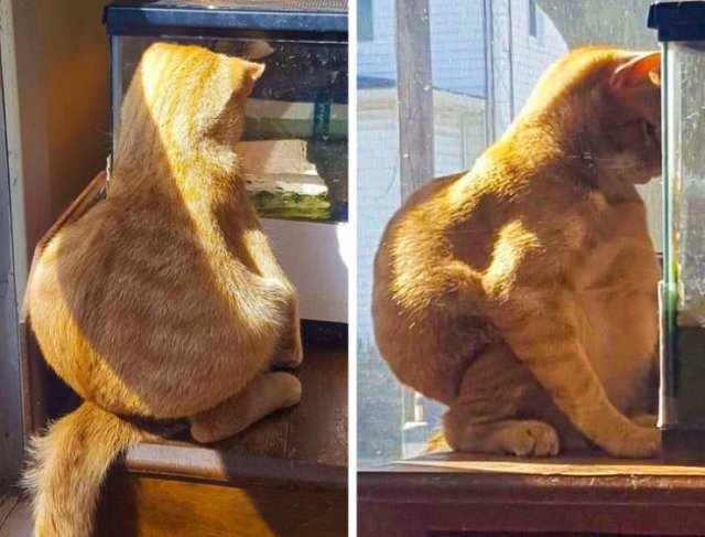 Cat Owners Know This (21 pics)
