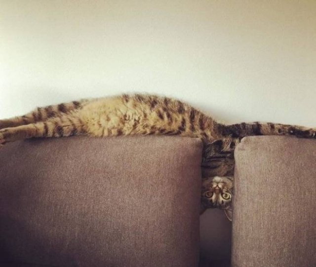 Cat Owners Know This (21 pics)