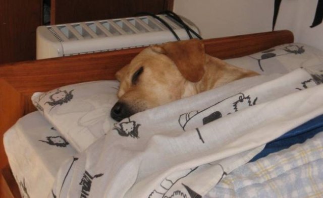Never Leave Pets Alone (22 pics) Never Leave Pets Alone (22 pics)