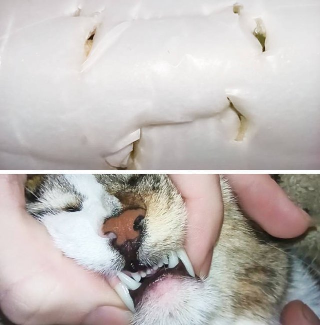 Never Leave Pets Alone (22 pics) Never Leave Pets Alone (22 pics)