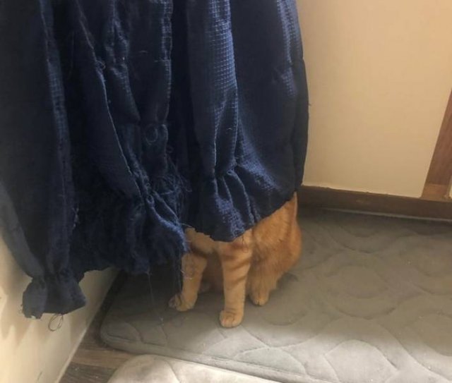 Cat Owners Know This (21 pics)