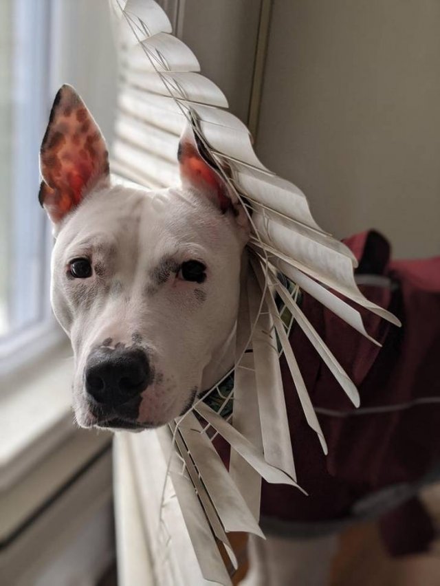 Never Leave Pets Alone (22 pics) Never Leave Pets Alone (22 pics)