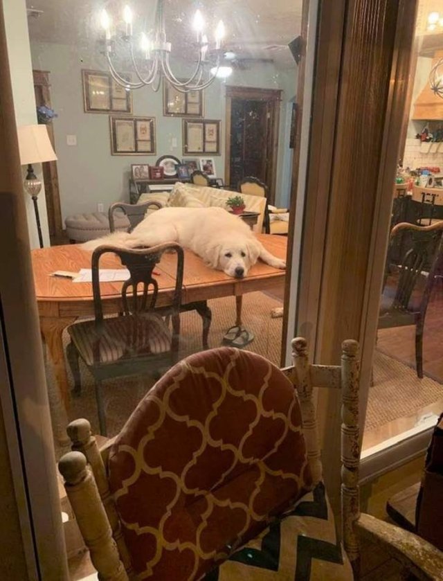 Never Leave Pets Alone (22 pics) Never Leave Pets Alone (22 pics)