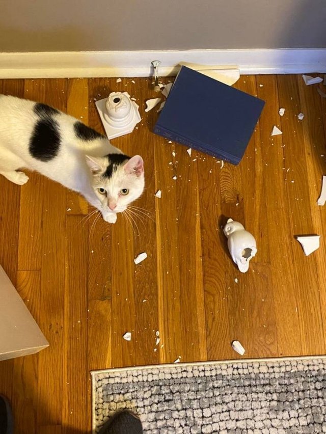 Never Leave Pets Alone (22 pics) Never Leave Pets Alone (22 pics)