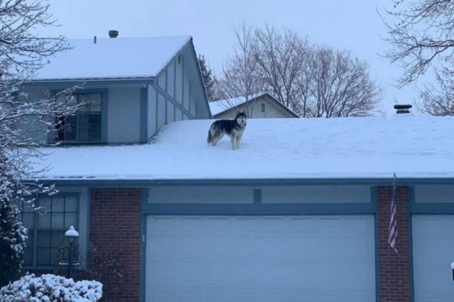 Never Leave Pets Alone (22 pics) Never Leave Pets Alone (22 pics)