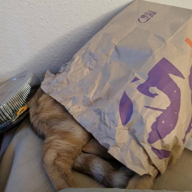 Cat Owners Know This (21 pics)