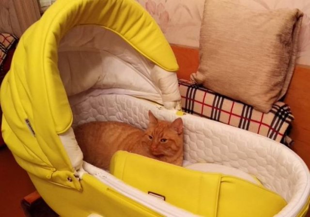 Never Leave Pets Alone (22 pics) Never Leave Pets Alone (22 pics)