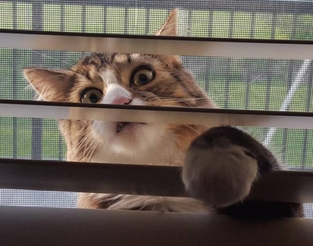 Cat Owners Know This (21 pics)