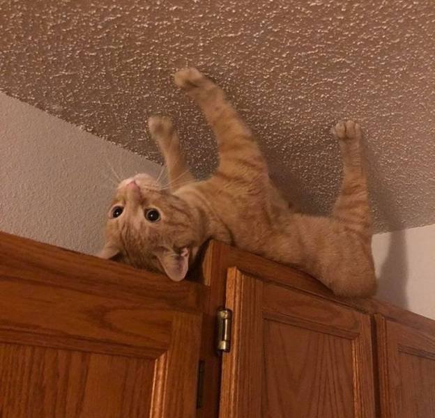 Cat Owners Know This (21 pics)