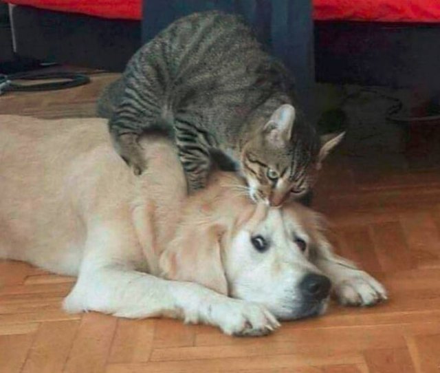 Never Leave Pets Alone (22 pics) Never Leave Pets Alone (22 pics)