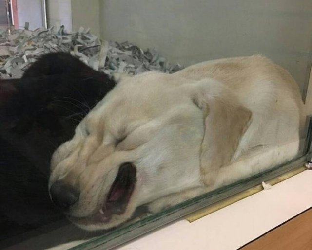 Never Leave Pets Alone (22 pics) Never Leave Pets Alone (22 pics)