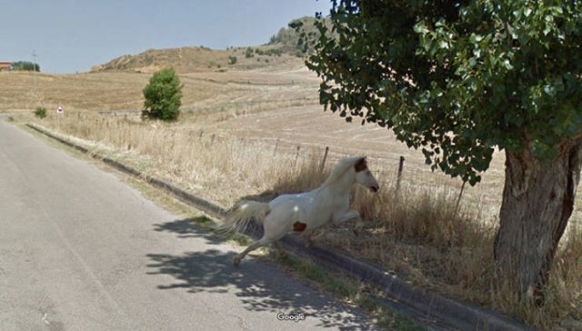 Animals On Google Street View (28 pics)
