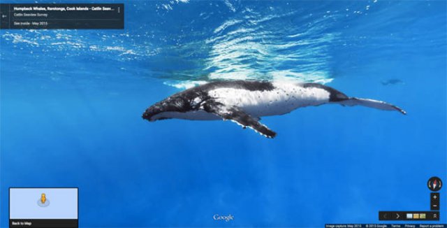 Animals On Google Street View (28 pics)