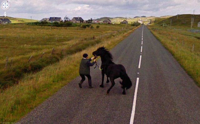 Animals On Google Street View (28 pics)