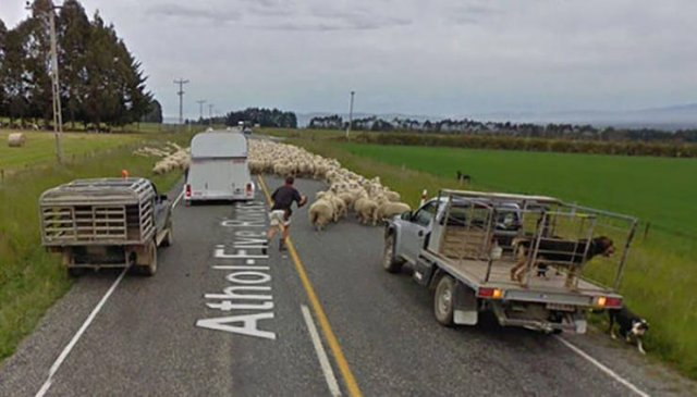 Animals On Google Street View (28 pics)
