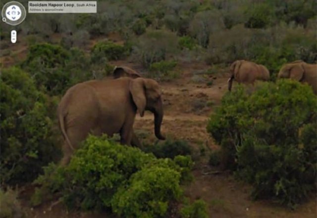 Animals On Google Street View (28 pics)