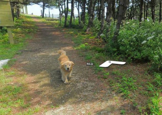 Animals On Google Street View (28 pics)