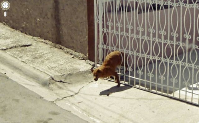 Animals On Google Street View (28 pics)