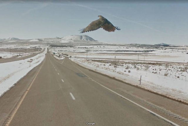 Animals On Google Street View (28 pics)