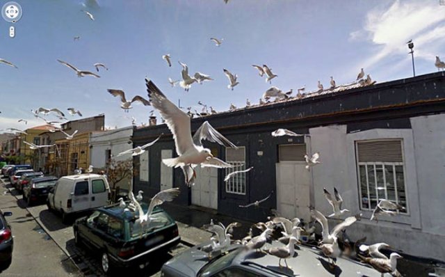 Animals On Google Street View (28 pics)