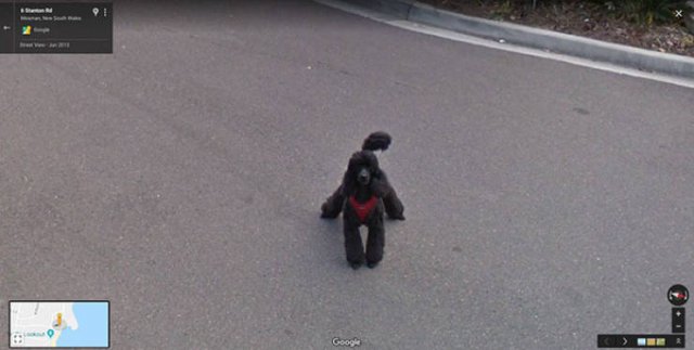 Animals On Google Street View (28 pics)
