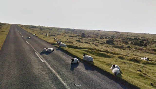 Animals On Google Street View (28 pics)