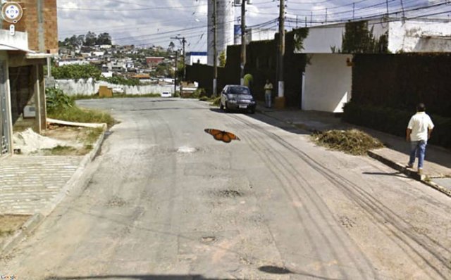 Animals On Google Street View (28 pics)