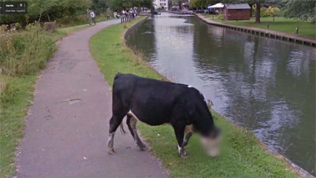 Animals On Google Street View (28 pics)