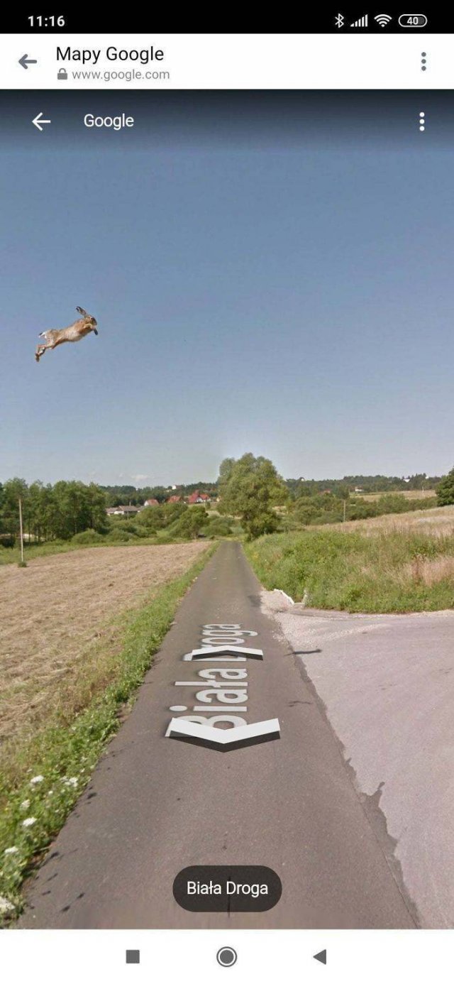 Animals On Google Street View (28 pics)