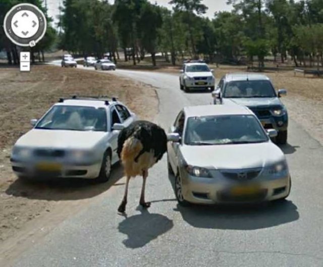 Animals On Google Street View (28 pics)