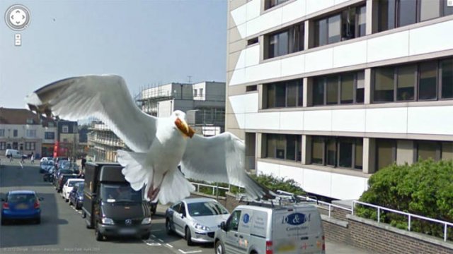 Animals On Google Street View (28 pics)
