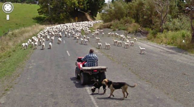 Animals On Google Street View (28 pics)