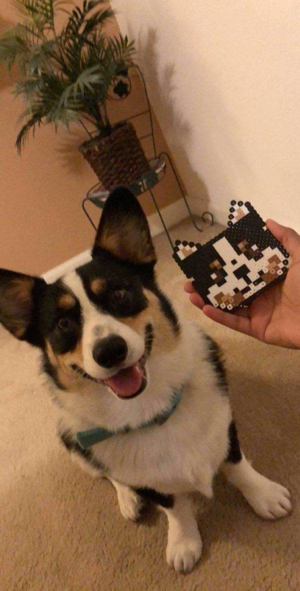 Funny Animals (62 pics)