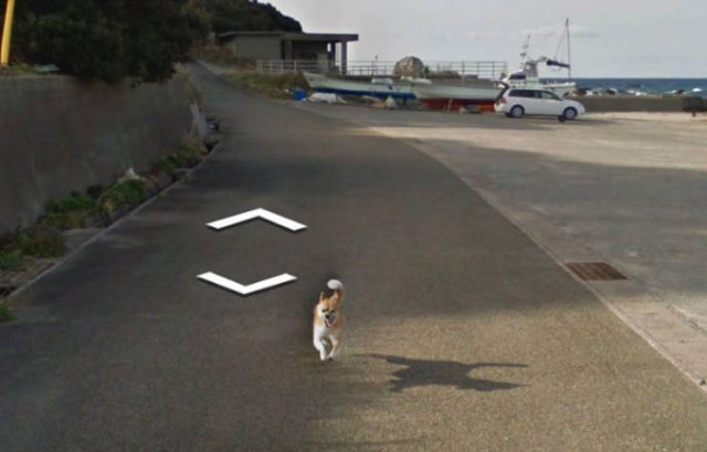 Animals On Google Street View (28 pics)