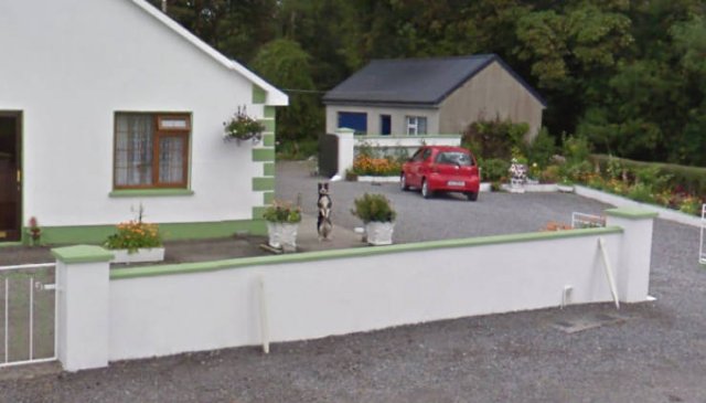 Animals On Google Street View (28 pics)