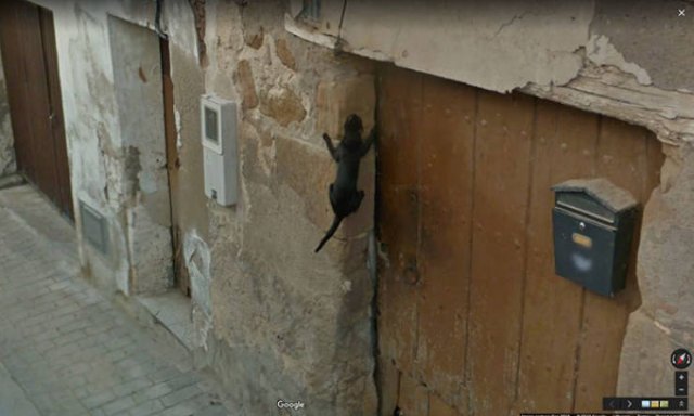 Animals On Google Street View (28 pics)