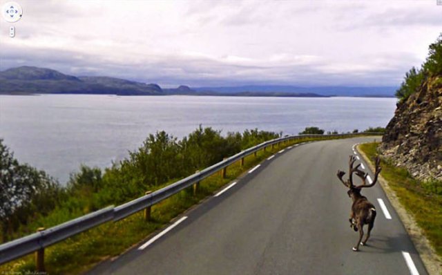 Animals On Google Street View (28 pics)