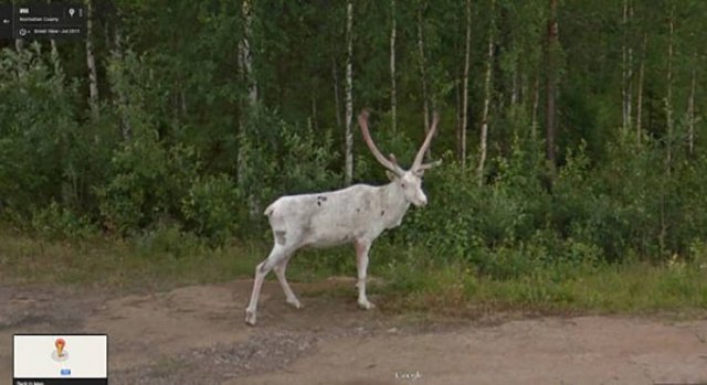 Animals On Google Street View (28 pics)
