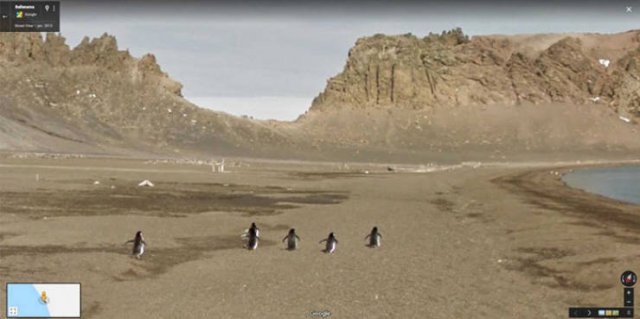 Animals On Google Street View (28 pics)