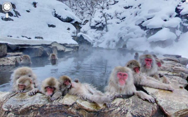 Animals On Google Street View (28 pics)
