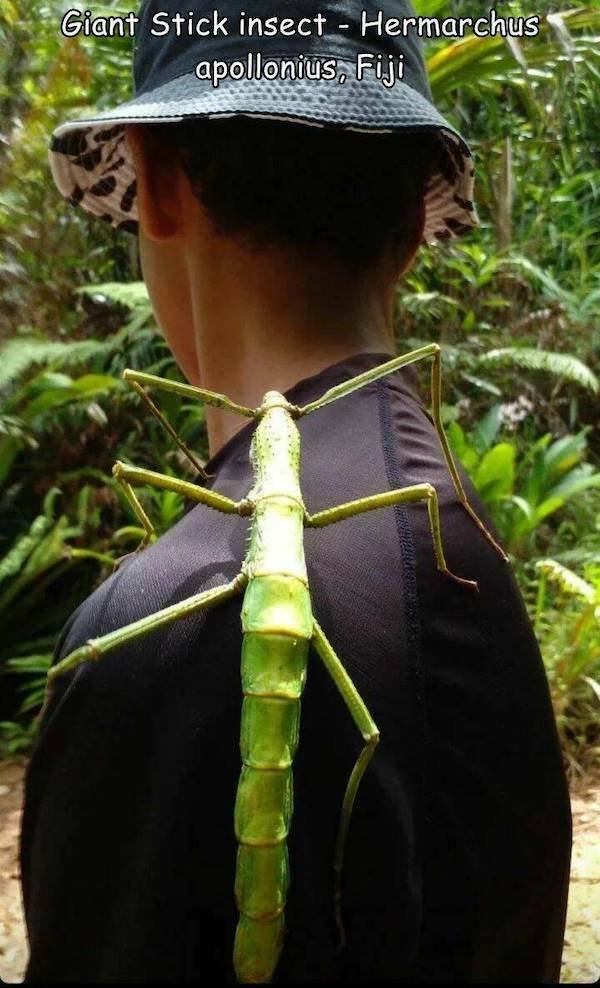 Giant Things (15 pics)