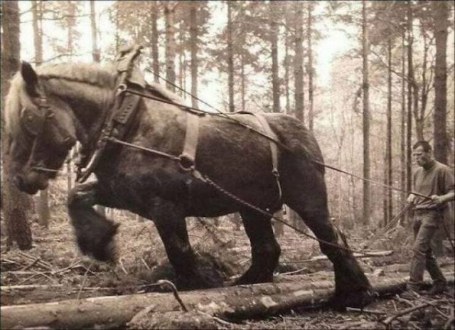 Giant Things (15 pics)