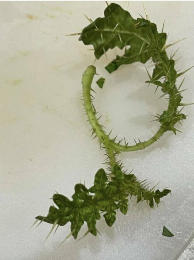 Creepy Photos (28 pics)