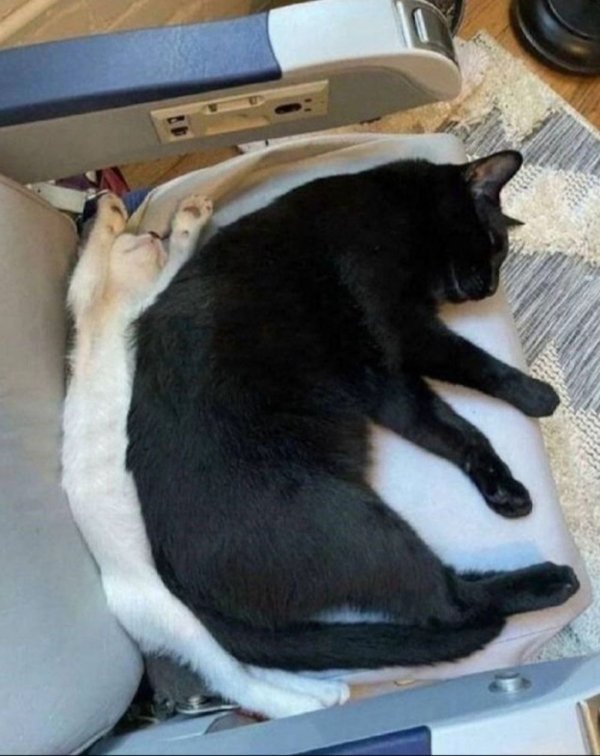 Funny Cats (31 pics)